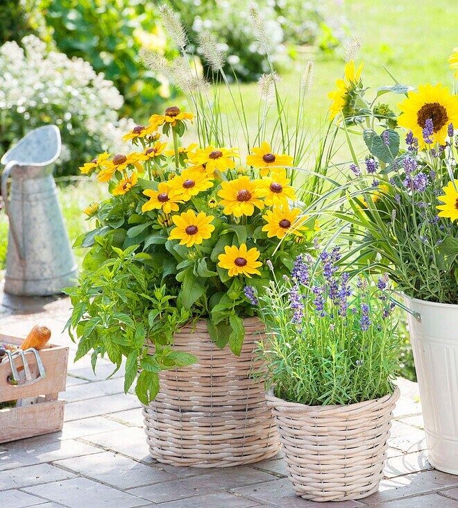 Rudbekijas Toto Gold-4 gb